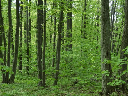 Близько 1400 гектарів нового лісу висадили на Черкащині