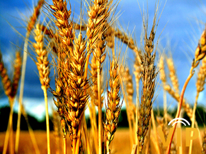 У 2017 урожайність сільгоспкультур на Черкащині може бути нижчою минулорічної