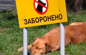 Черкащанка виступила за заборону вигулу собак у місті
