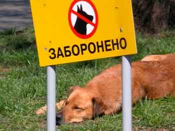 Черкащанка виступила за заборону вигулу собак у місті