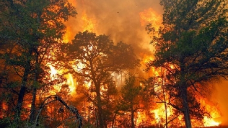 У лісах Черкащини утворилася висока пожежна небезпека