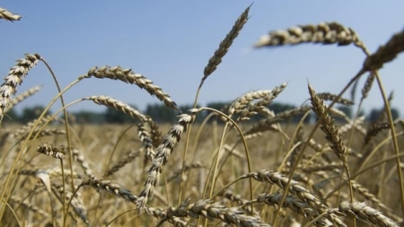 Черкаські аграрії прогнозують слабші врожаї, ніж у минулому році