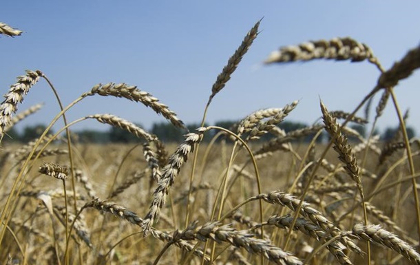 Черкаські аграрії прогнозують слабші врожаї, ніж у минулому році