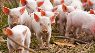 У Золотоноші 40 днів не продаватимуть свинину