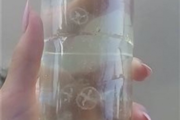 На Черкащині у Дніпрі зафіксували медуз
