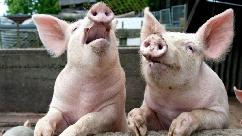 За «підпільних» свиней під час карантину чорнобаївцям світять штрафи