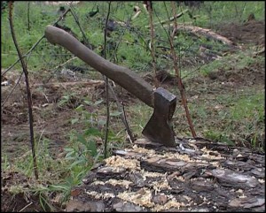 У Черкаському районі вирубують ліси, пошкоджені буревієм
