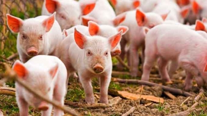Понад 220 свиней знищено через африканську чуму на Чорнобаївщині