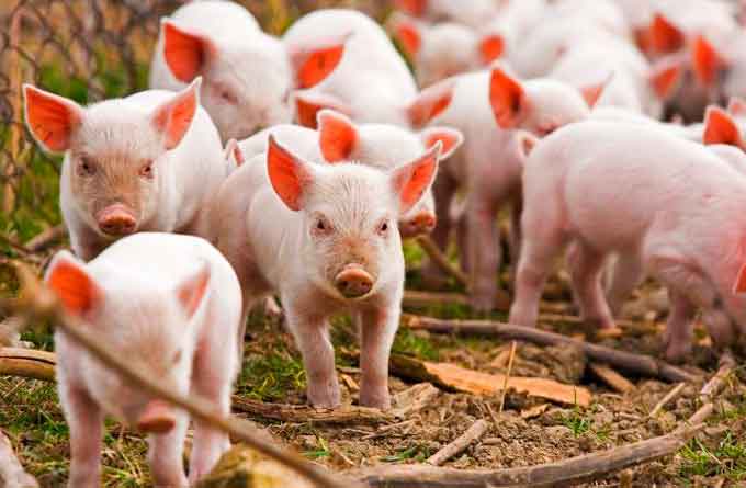 Понад 220 свиней знищено через африканську чуму на Чорнобаївщині