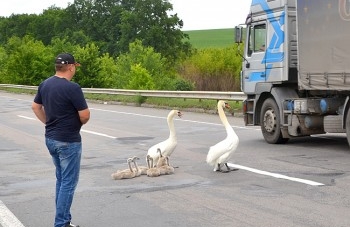 Трасу на Черкащині перекрила сім’я лебедів