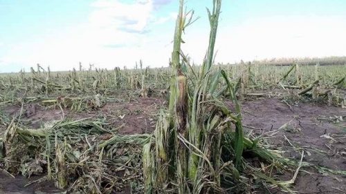 Більше 7 тисяч гектарів посівів знищила негода на Черкащині