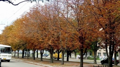 У Черкасах серед літа пожовтіло листя каштанів
