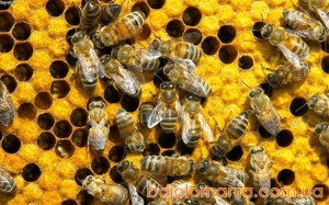 На Корсунщині через обробіток полів хімічними препаратами масово гинуть бджоли
