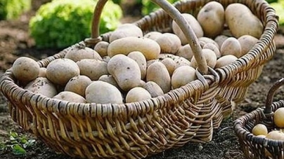 На черкаських ринках захмарні ціни на картоплю
