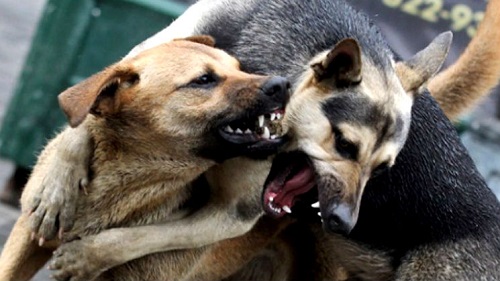 У Черкасах бродячі собаки тероризують містян