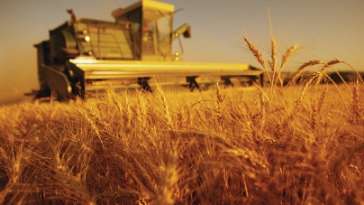 Черкаські аграрії зібрали понад 4 тис. тонн озимої пшениці