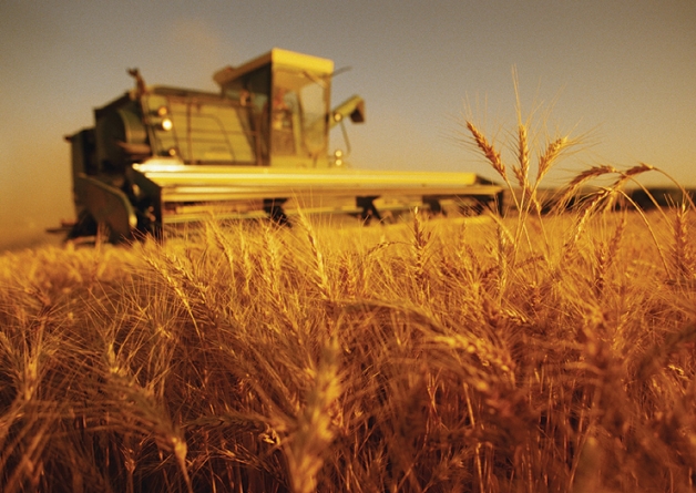 Черкаські аграрії зібрали понад 4 тис. тонн озимої пшениці