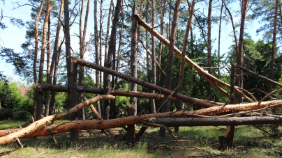 Понад 1300 га лісу пошкоджено на Черкащині