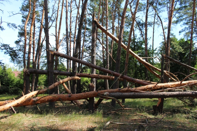 Понад 1300 га лісу пошкоджено на Черкащині