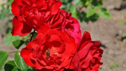 У Звенигородському лісгоспі зацвіли 15 тисяч троянд