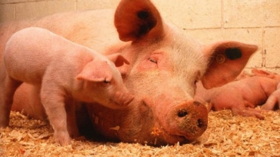Черкаські свині продовжують гинути від африканської чуми