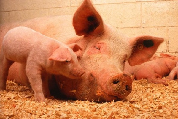 Черкаські свині продовжують гинути від африканської чуми