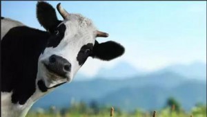 Корови, як на курорті: голландець створив на Черкащині роботизовану ферму