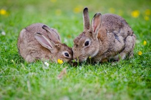 Нові кооперaтиви на Черкащині безкоштовно отримуватимуть кролів