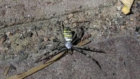 Небезпечний павук-оса оселився на Черкащині