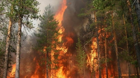 Рятувальники просять черкащан бути уважними і не провокувати пожежі в лісах