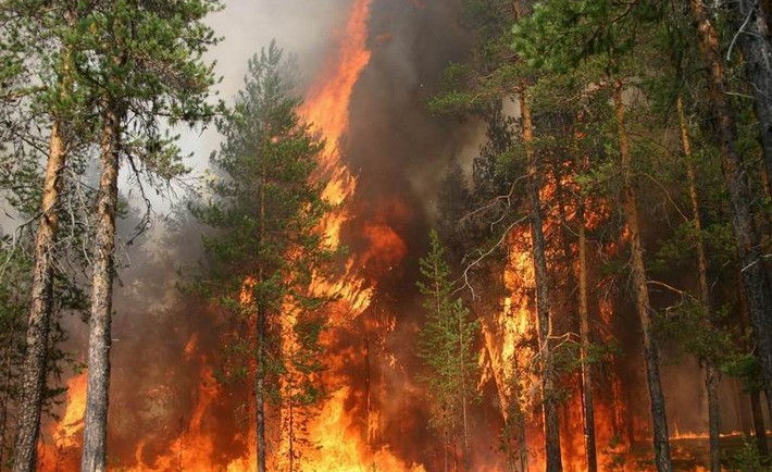 Рятувальники просять черкащан бути уважними і не провокувати пожежі в лісах