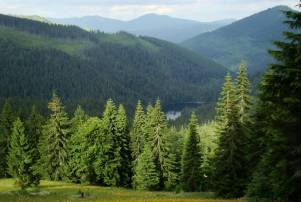 Держлісагентство оприлюднило проект Стратегії реформування лісового та мисливського господарства
