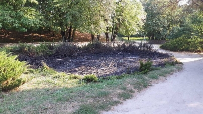 У черкаському парку знищили насадження ялівцю