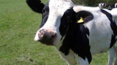 Корова з Черкащини дала 65 тонн молока