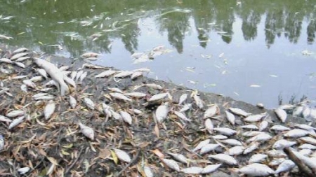 На Черкащині зафіксовано три випадки замору риби в річках, – екоінспекція