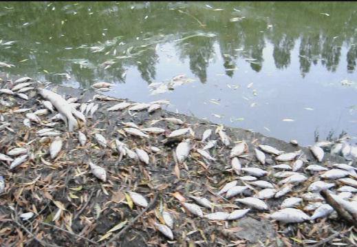 На Черкащині зафіксовано три випадки замору риби в річках, – екоінспекція