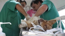 У Тальному собак стерилізують у клініці на колесах