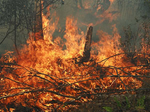 У лісах Черкащини виникло понад 80 пожеж