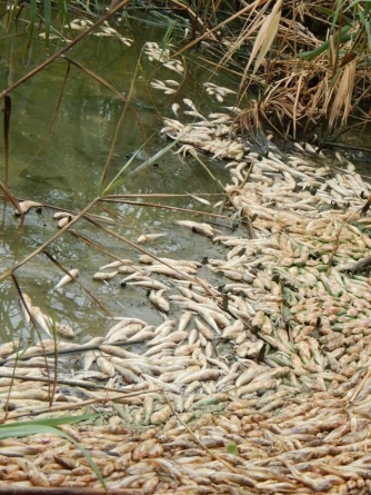 На Чорнобаївщині масово гине риба