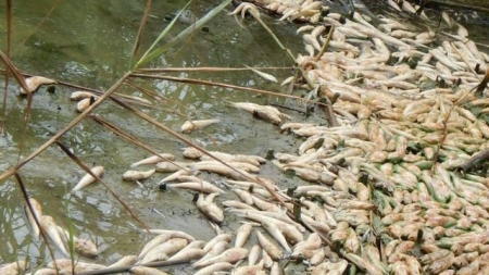 На Чорнобаївщині масово гине риба