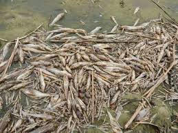 Риба на Черкащині загинула через брак кисню у воді – екологи