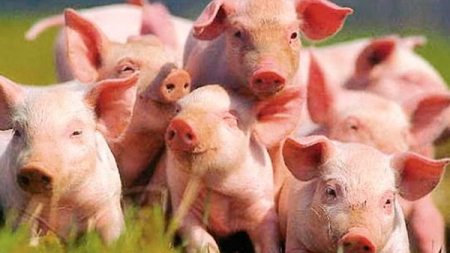 На Золотоніщині суттєво скоротилося поголів’я свиней