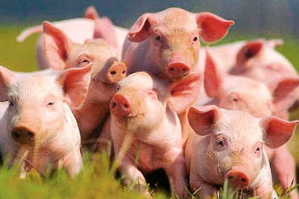 На Золотоніщині суттєво скоротилося поголів’я свиней