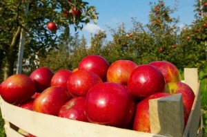 Цього року яблука на Черкащині будуть у дефіциті