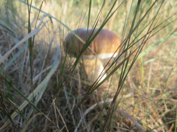 У Черкасах зафіксовано кілька випадків отруєння грибами
