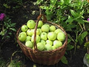 Найгірший урожай яблук зібрали садівники Черкащини