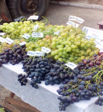На свято винограду, меду та вина до Звенигородки прибули науковці з Одещини