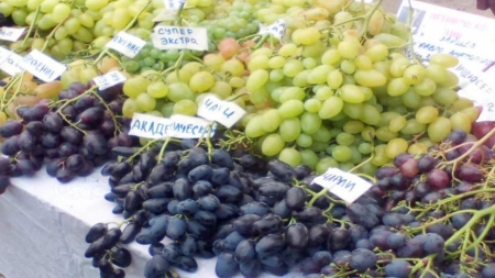 На свято винограду, меду та вина до Звенигородки прибули науковці з Одещини