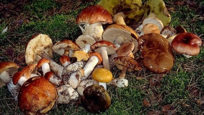 Сімейна пара з Черкащини отруїлася маринованими грибами