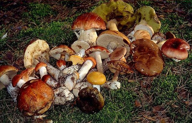 Черкащан застерігають про небезпеку отруєнь грибами